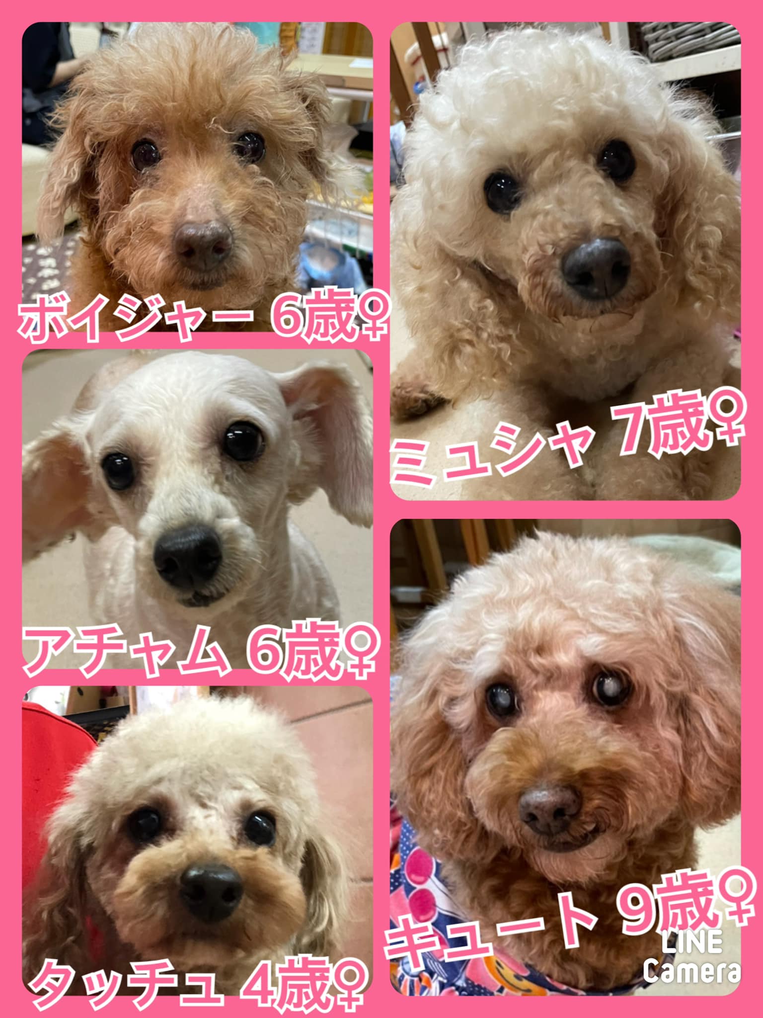 🐾今日の里親様募集中ワンコ🐶メンバーです🐾2021,9,14